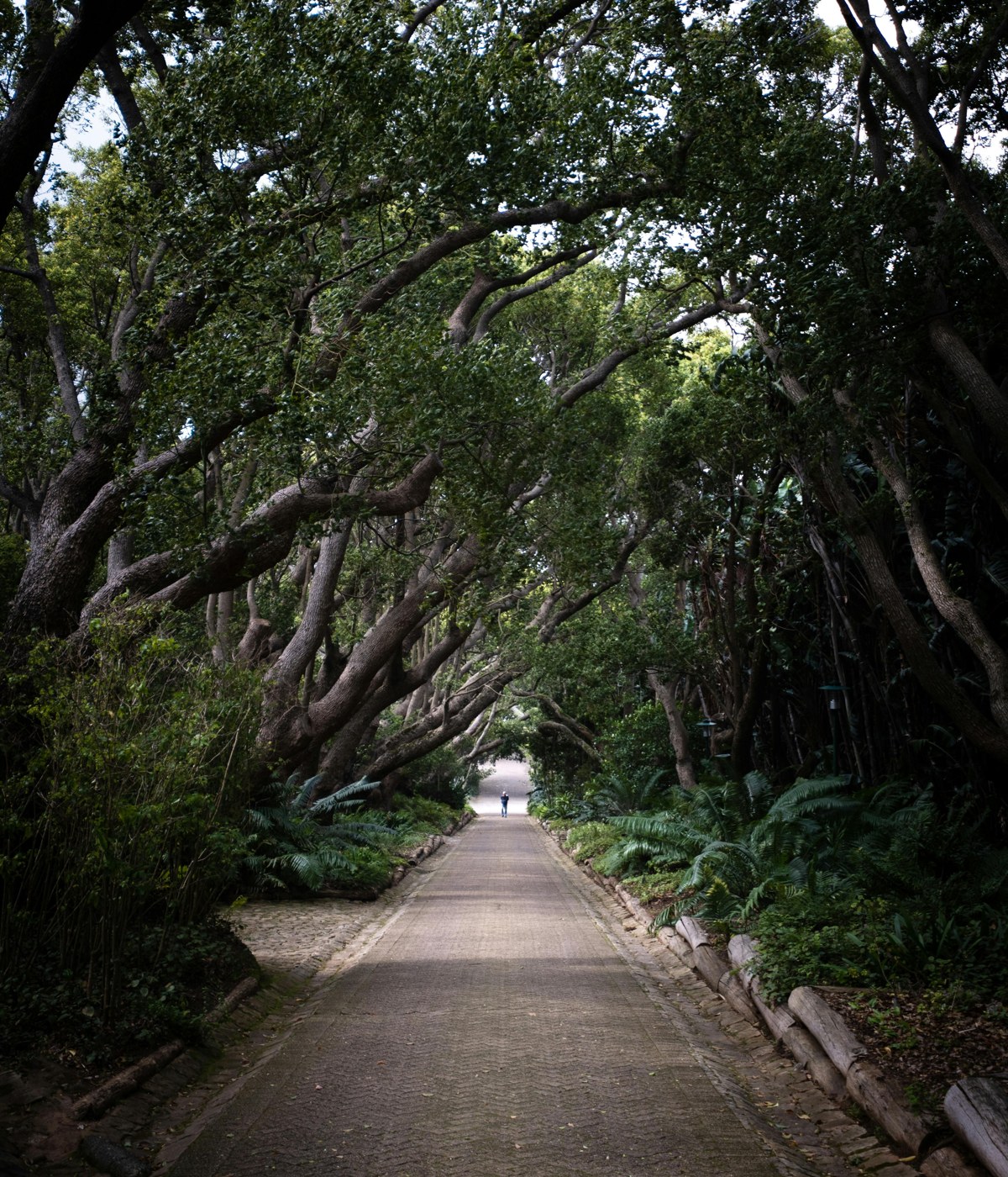 Kirstenbosch Gardens Guided Walk
